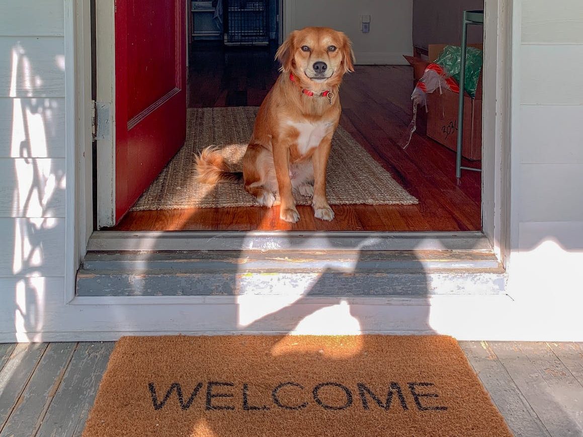 The Metrics of Grading a Service Dog in Training